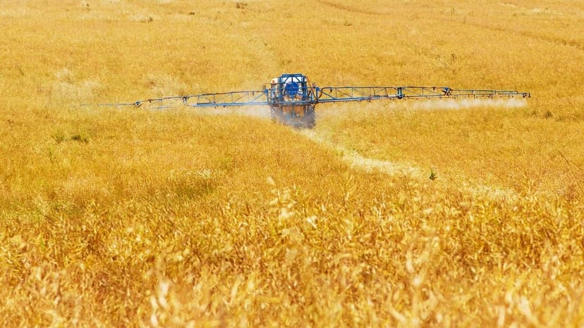 Fertilização Nitrogenada em Alface: Dose e Aplicação
