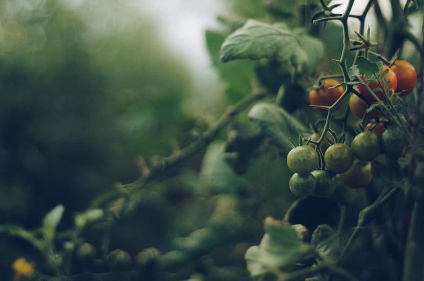 Application de Biostimulants en Culture de Tomate