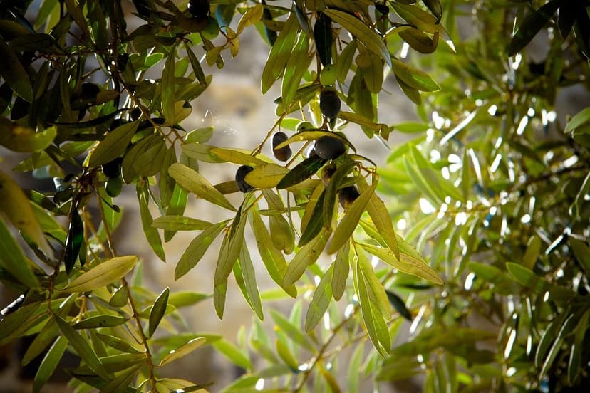 ECOGANIC UNIVERSAL em oliveira Arbequina superintensivo: +9,8% de prod