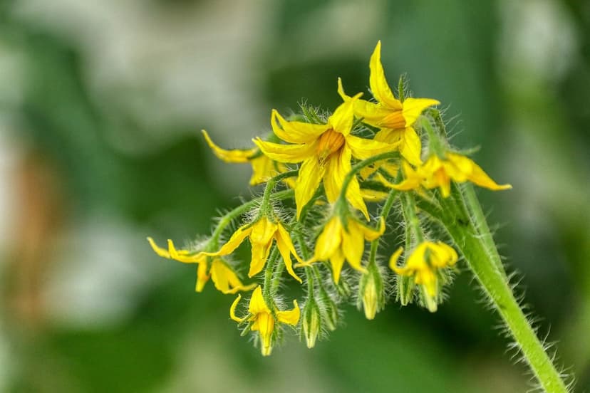 Bioestimulantes e Crescimento Radicular do Tomate