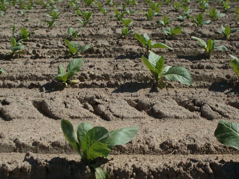 Comparativa de Bioprotectores en el Cultivo de Café
