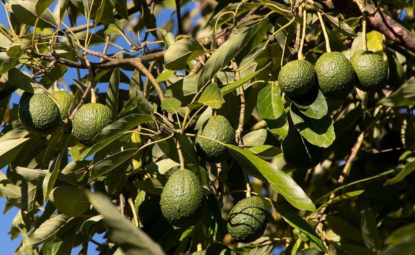 Biostimulanzien für Avocado: Technischer Leitfaden nach phänologischer