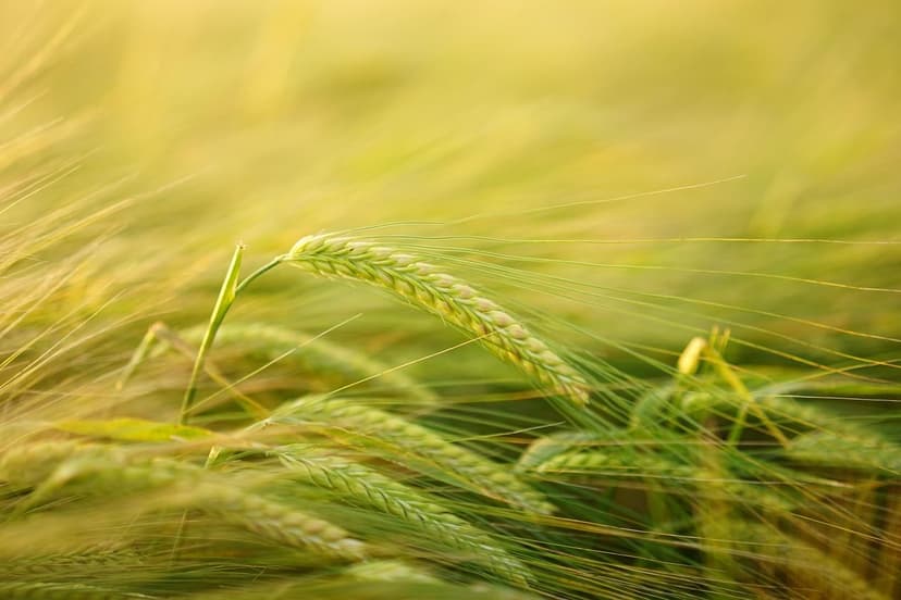 ECOGANIC NANOTECHNOLOGY in rice in Vietnam: +16% yield in tropical del