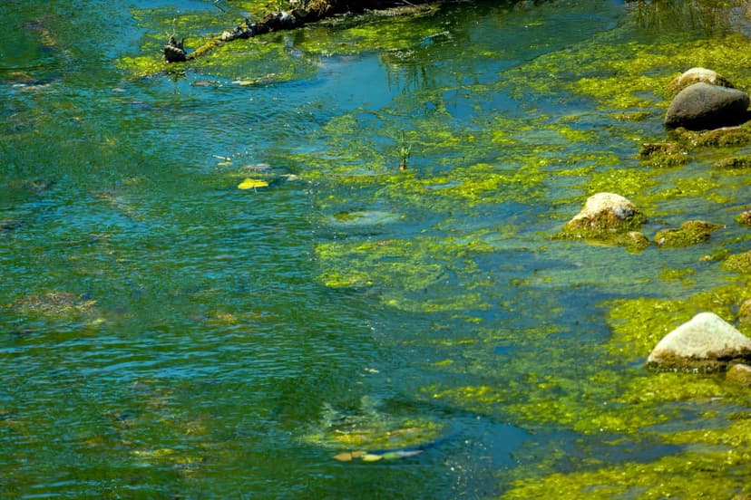 Mecanismos fisiológicos de los aminoácidos de algas en el cuajado