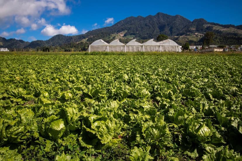 Biostimulanzien im ökologischen Landbau in Europa