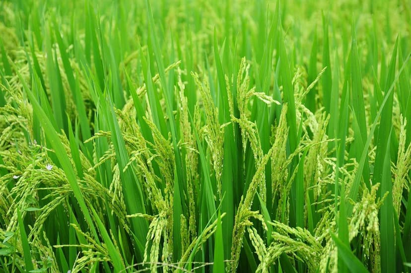 Tendências em Bioestimulantes: Futuro da Agricultura