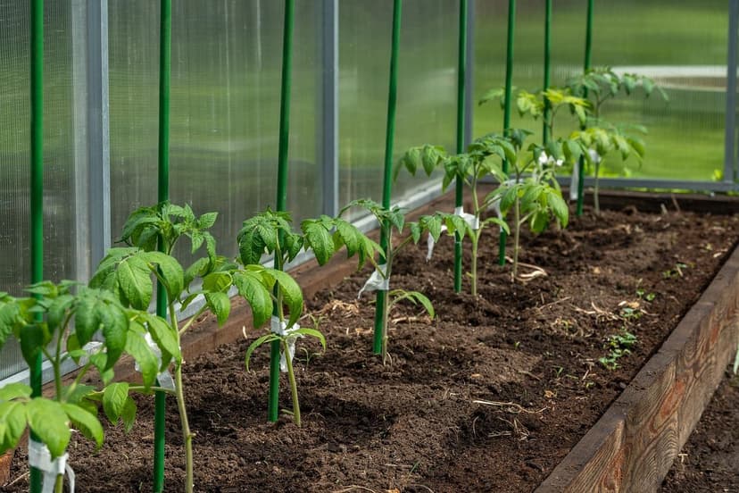 Biostimolanti nel pomodoro da industria: +14% produzione e +20% BRIX r