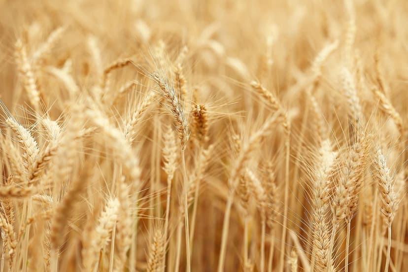 Guida Pratica per l'Uso dei Bioprotettori nelle Colture di Grano