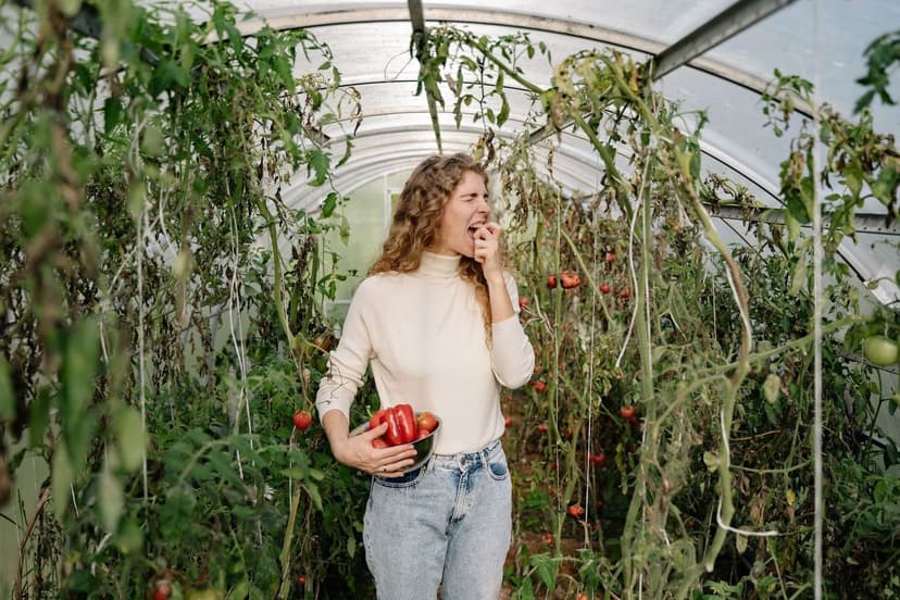 Bioestimulantes para recuperación post-estrés en tomate