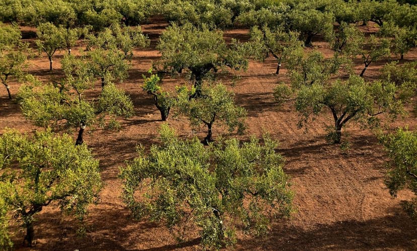 ECOGANIC UNIVERSAL in super-intensive Arbequina olive: +9.8% productio