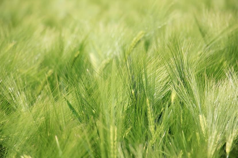 Benefícios dos Bioestimulantes na Qualidade do Azeite de Oliva