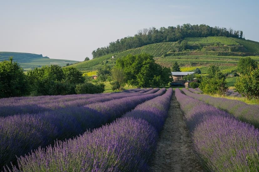 Nitric Nitrogen in Agriculture: Advantages and Application