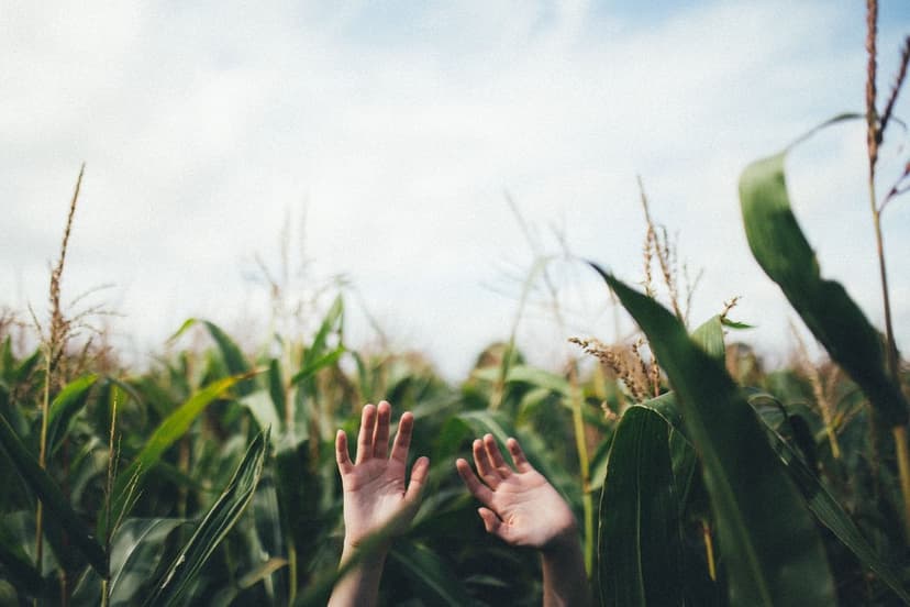 Sustainable Agriculture Strategies in the Americas