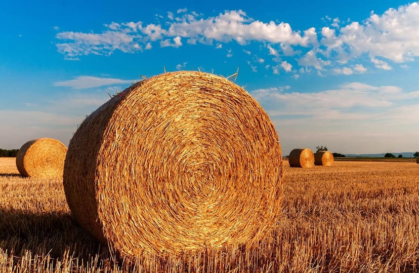 O Guia Definitivo para um Jardim e uma Agricultura Sustentáveis: Descu
