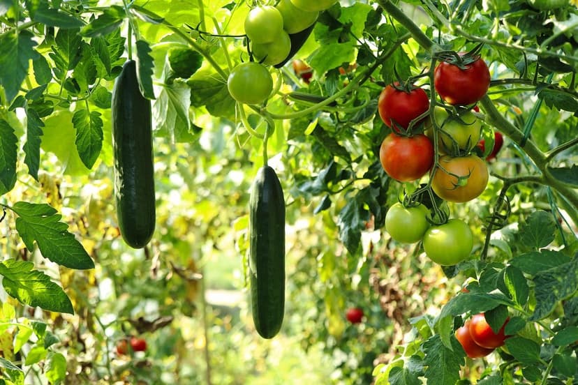 Bioestimulantes para resistencia a salinidad en tomate ecológico