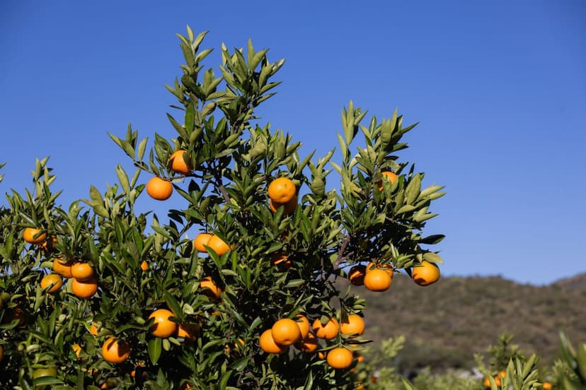 Fertilizzazione Azotata negli Agrumi: Dose e Momento Chiave