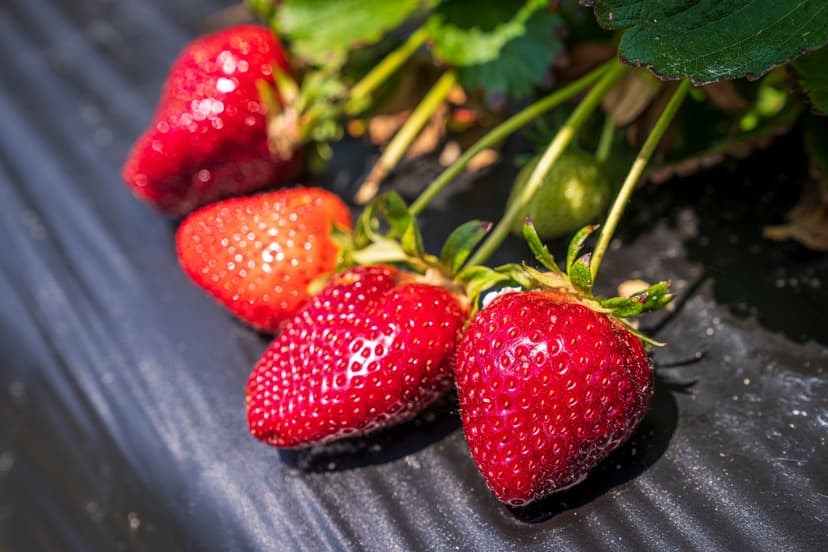 Physiological factors determining berry size