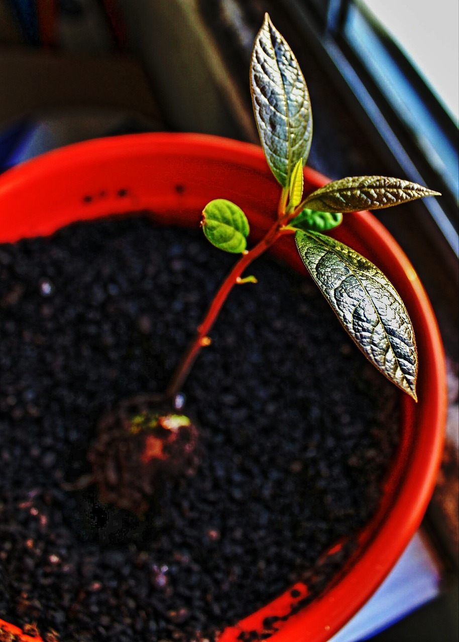 Cos’è l’allegagione dei frutti e perché è critica nell’avocado?