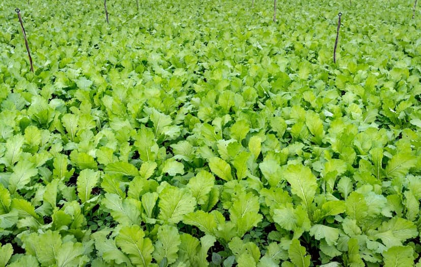 Impact environnemental des bioprotecteurs en agriculture
