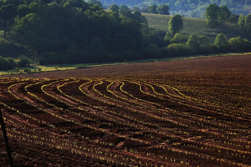 Benefícios de Bioestimulantes no Cultivo de Hortaliças