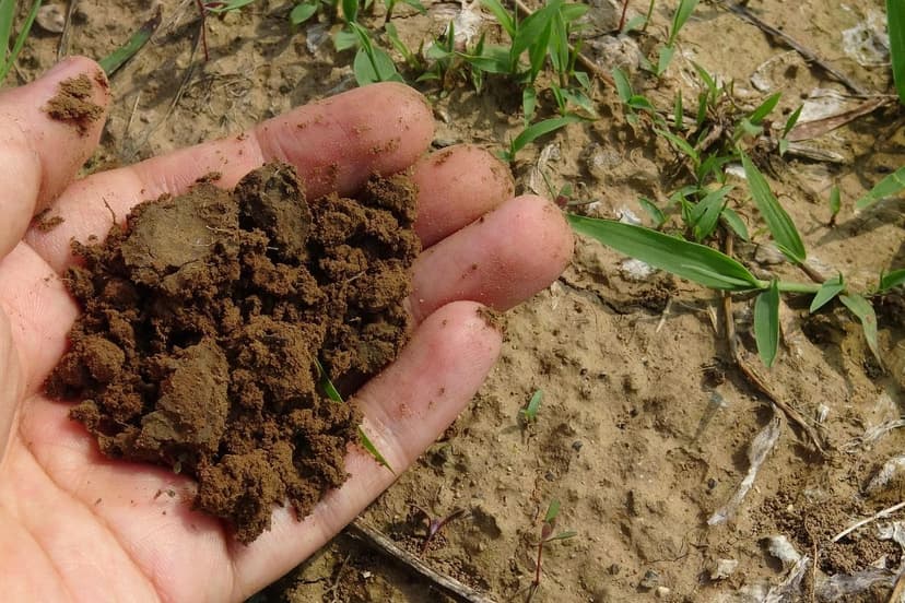 Le lien intestin-sol : des aliments bio pour un microbiote heureux et 