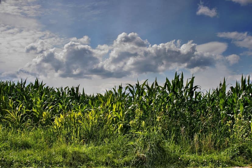Bioestimulantes para Cultivos de Frutas: Aumente sua Produção