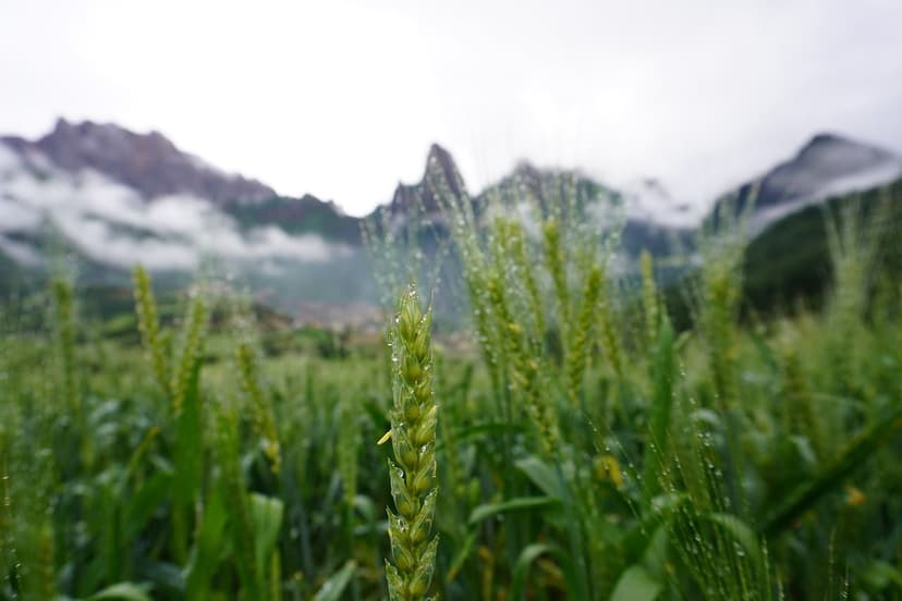 Erros Comuns em Bioestimulantes para Cultivos Tropicais