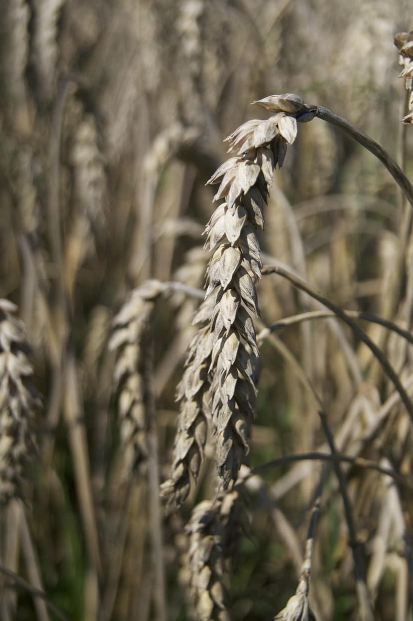 3. Application of unicellular algae biostimulants in key European crops