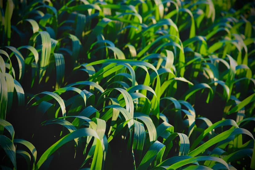 Biostimulants pour l'Olivier en Espagne : Bénéfices et Applications