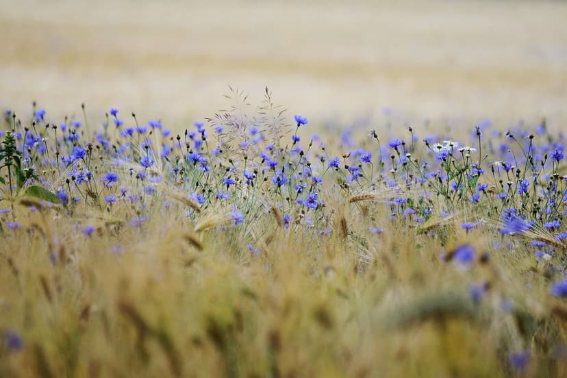 Azote Uréique en Agriculture : Avantages et Application