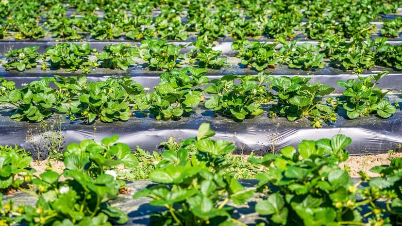 Biostimulants in Organic Agriculture in Europe