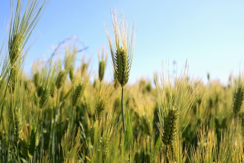 Bioestimulantes para Cultivos de Hortaliças: Maximize sua Colheita