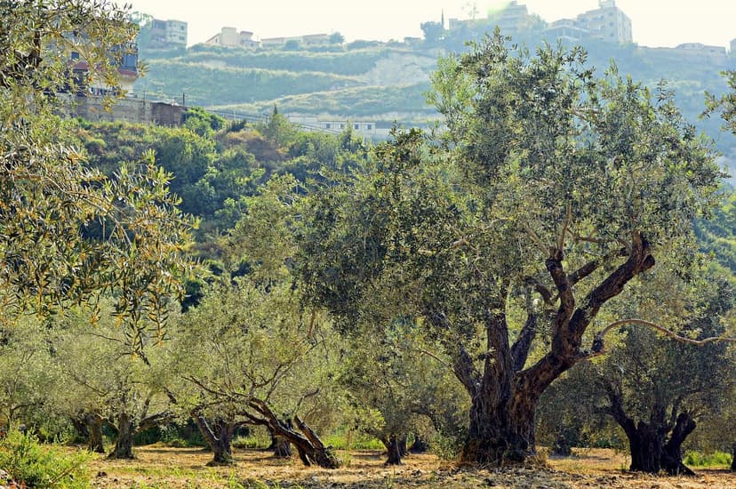 Amino Acid Biostimulants for Avocado in Saline Soils