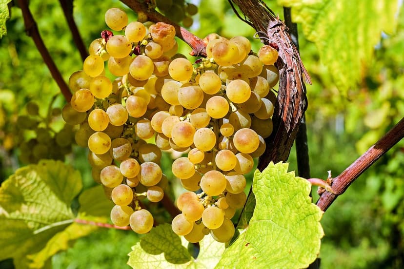 ECOGANIC POWER gegen ESCA im Weinbau: vollständige Symptombeseitigung