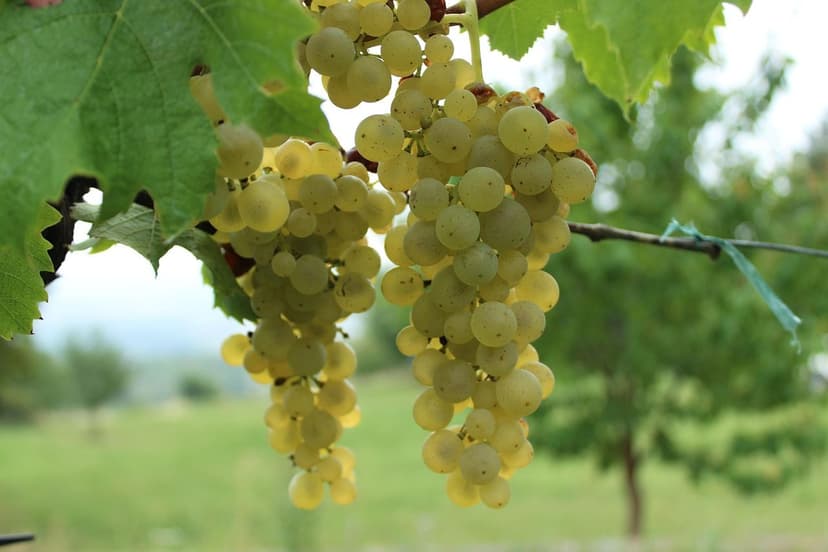 Fertilisation azotée de la vigne : doses et application