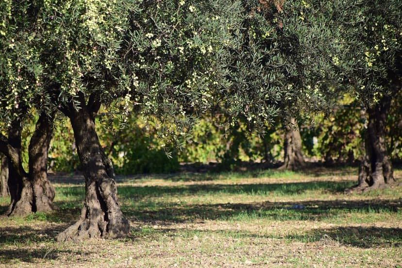 Guía paso a paso para aplicar bioprotectores en olivos