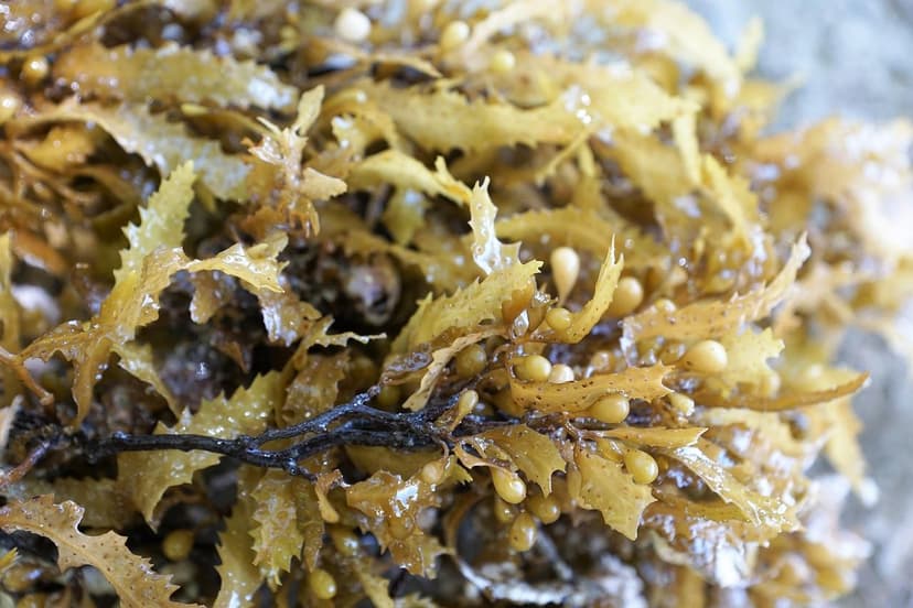 Algas Unicelulares para Melhorar o Vingamento
