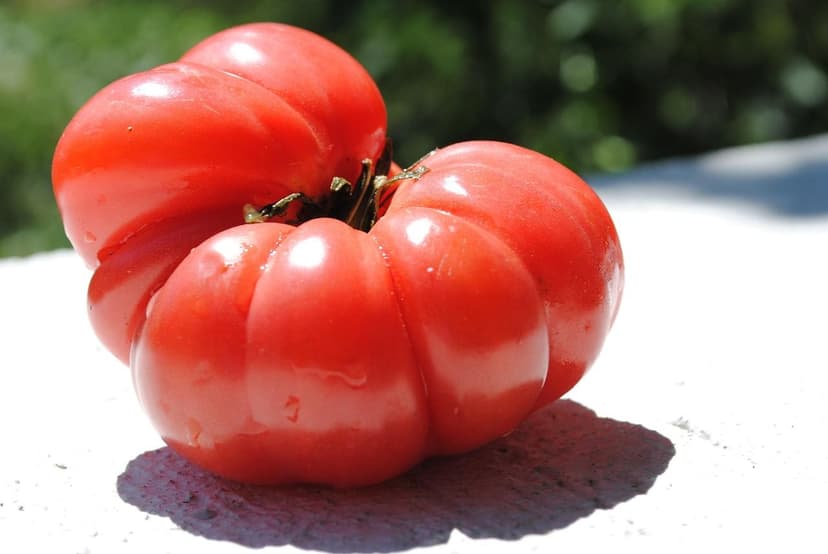 Biostimulanzien und Wurzelwachstum der Tomate