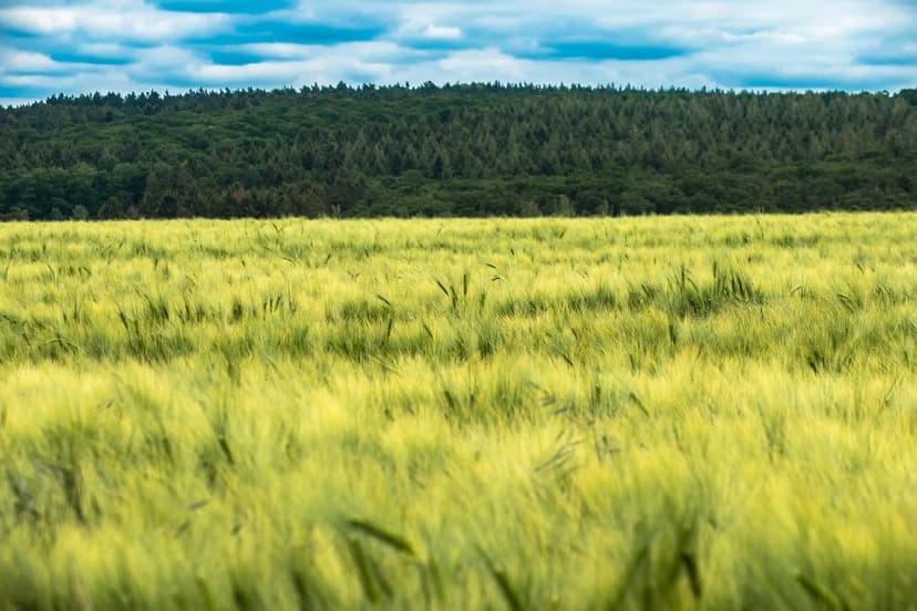 Biostimulants pour Cultures Fruitières : Augmentez votre Production