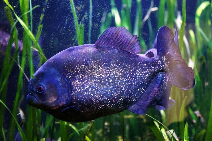 Alghe Unicellulari: Vantaggi rispetto alle Alghe Marine