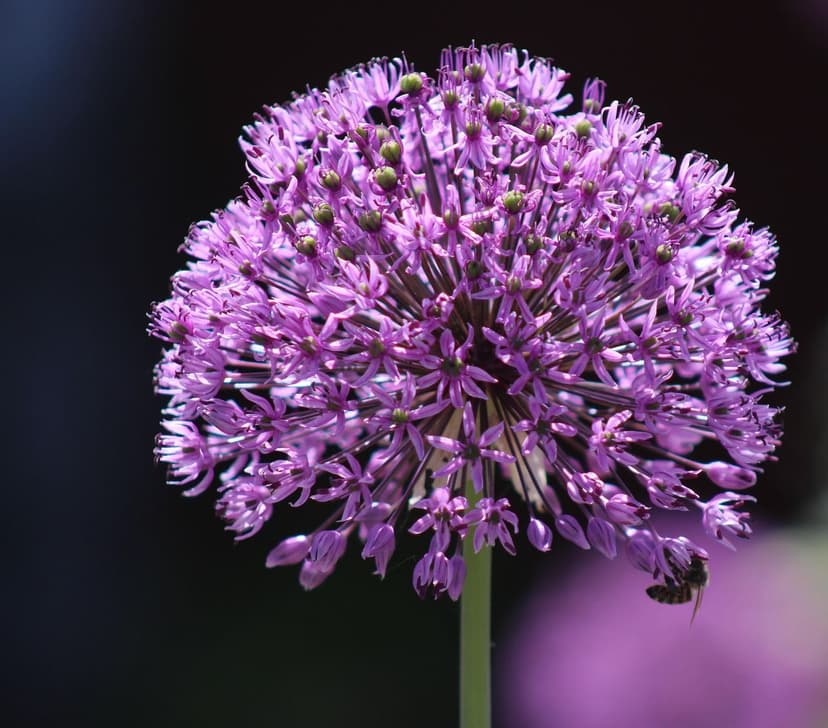 Benefici delle Alghe Unicellulari nel Pomodoro