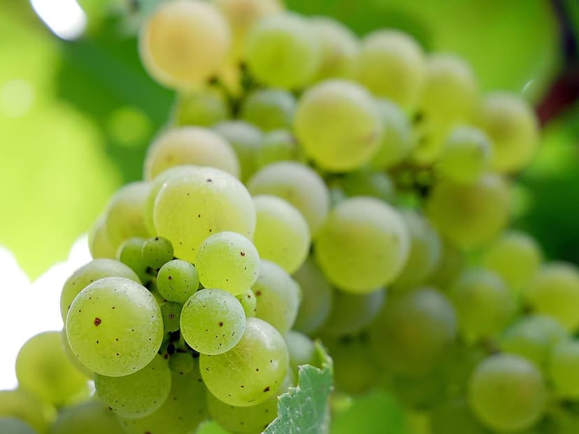Biostimulants sur vigne Tempranillo : +25% de production en Ribera del
