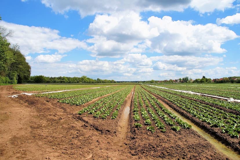 Biologici, Organici ed Ecologici Fertilizzanti: Alternative Sostenibil