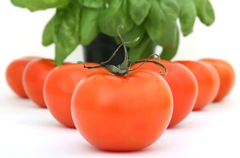 Biostimulanzien im Tomatenanbau: Dosierung und Feldergebnisse
