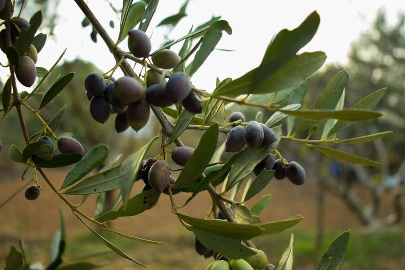 Efecto de Bioestimulantes en el Rendimiento del Olivo