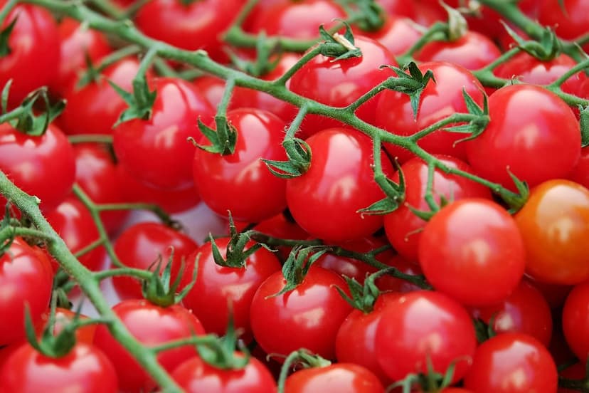 Efeito dos Bioestimulantes no Cultivo de Tomate