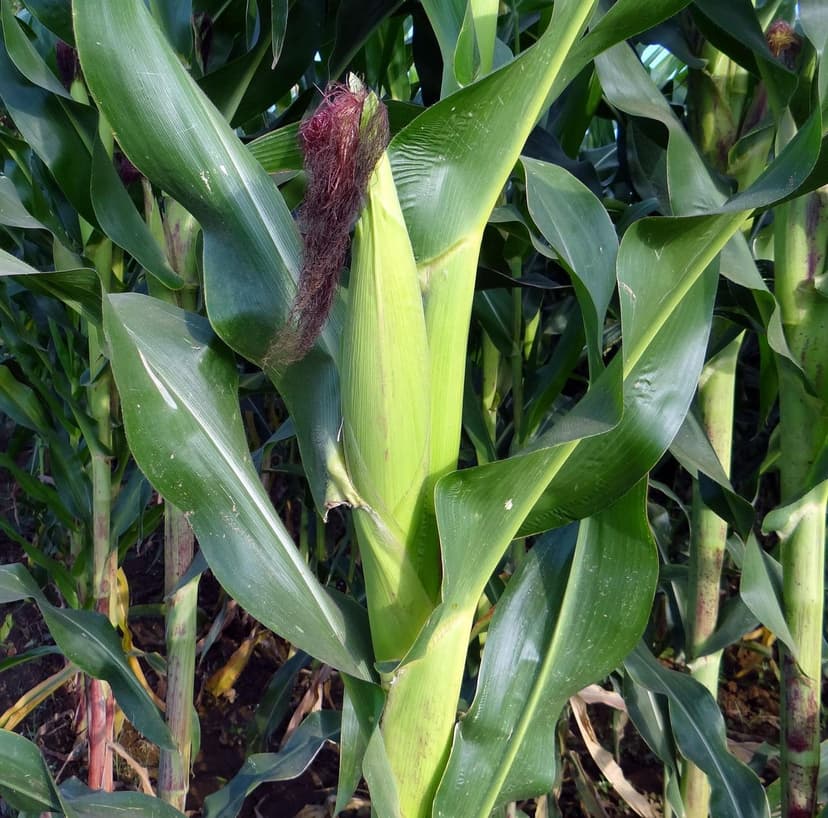 Best time to apply biostimulants in tropical crops