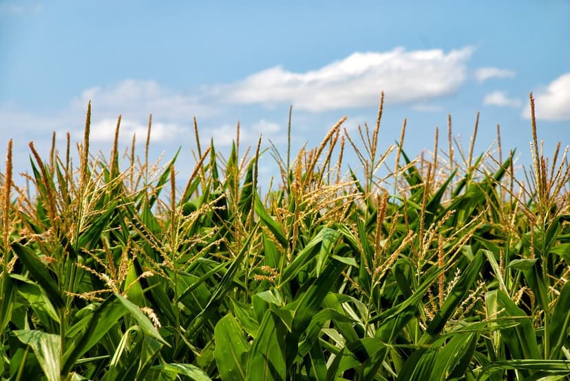 Uso de Bioprotetores em Cultivos de Café na América Latina