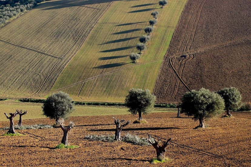 ECOGANIC UNIVERSAL in super-intensive Arbequina olive: +9.8% productio
