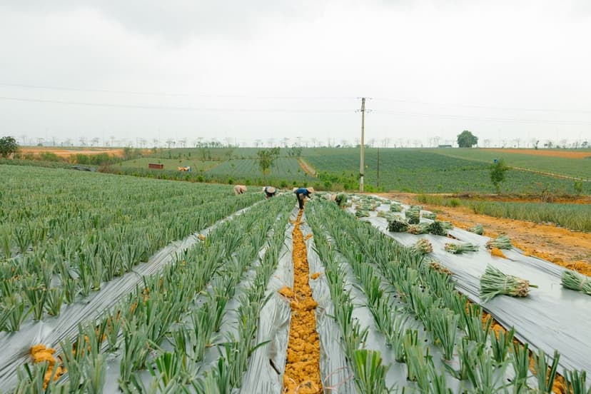Bioestimulantes na Agricultura Ecológica na Europa